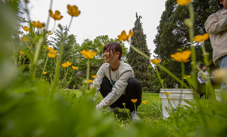 A student weeds a flower bed during University Day